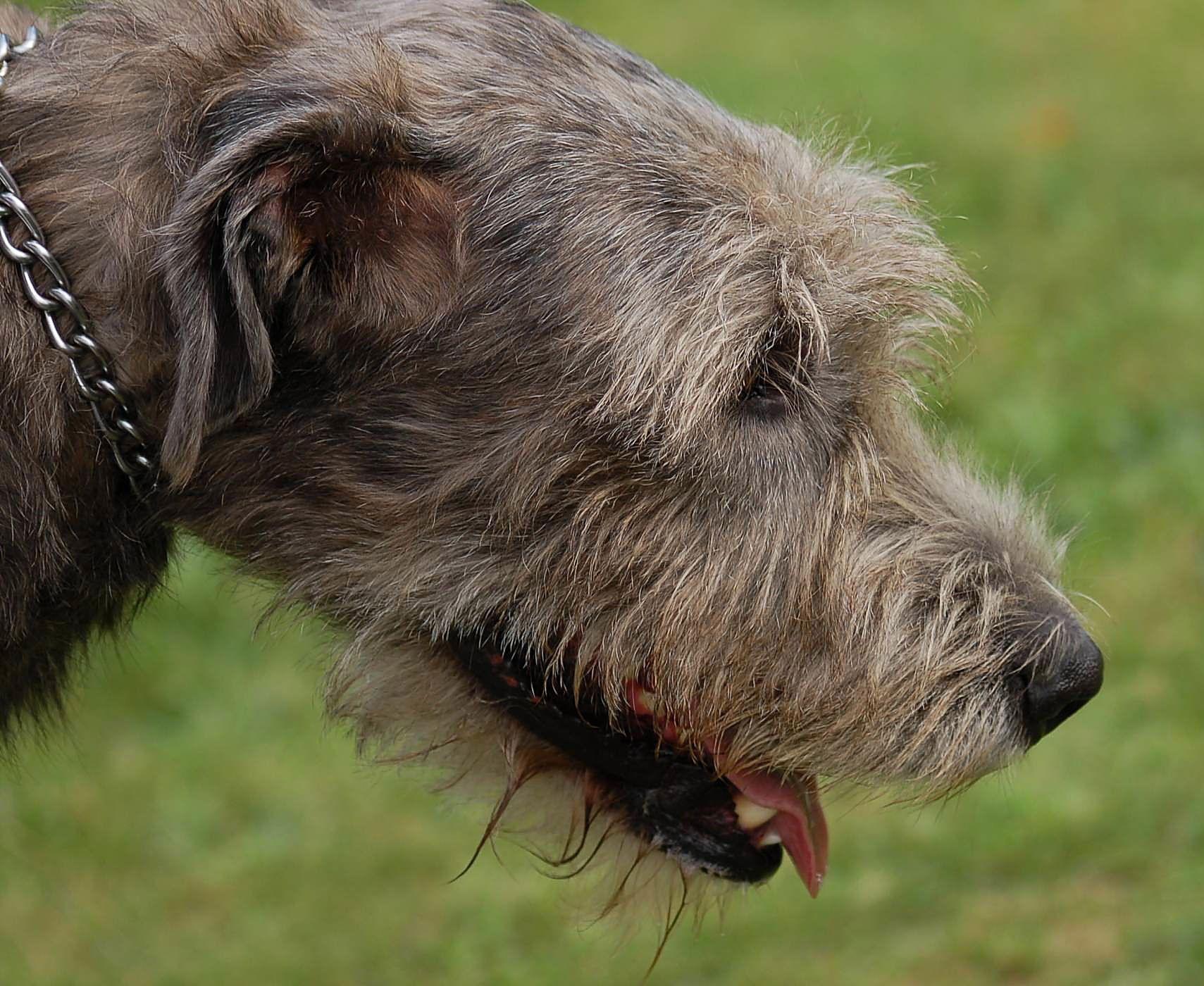 Irish Wolfhound Wallpapers Wallpaper Cave