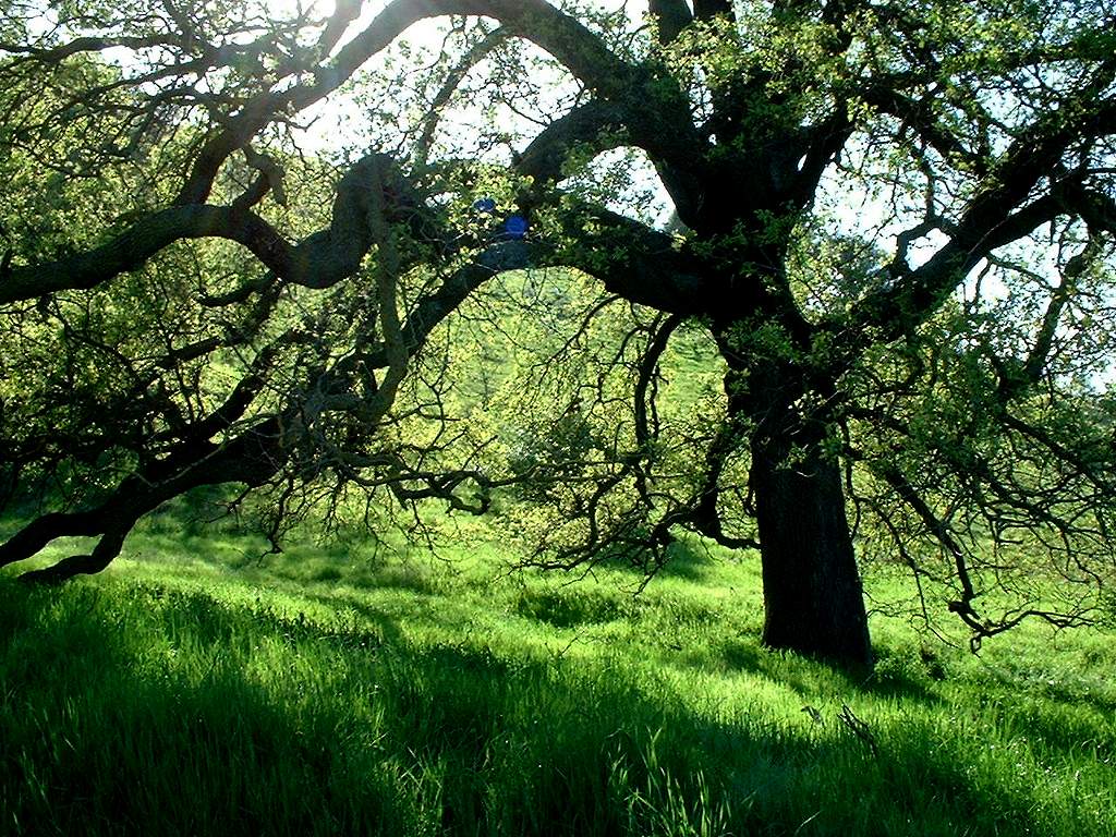 Oak Tree Wallpapers Wallpaper Cave