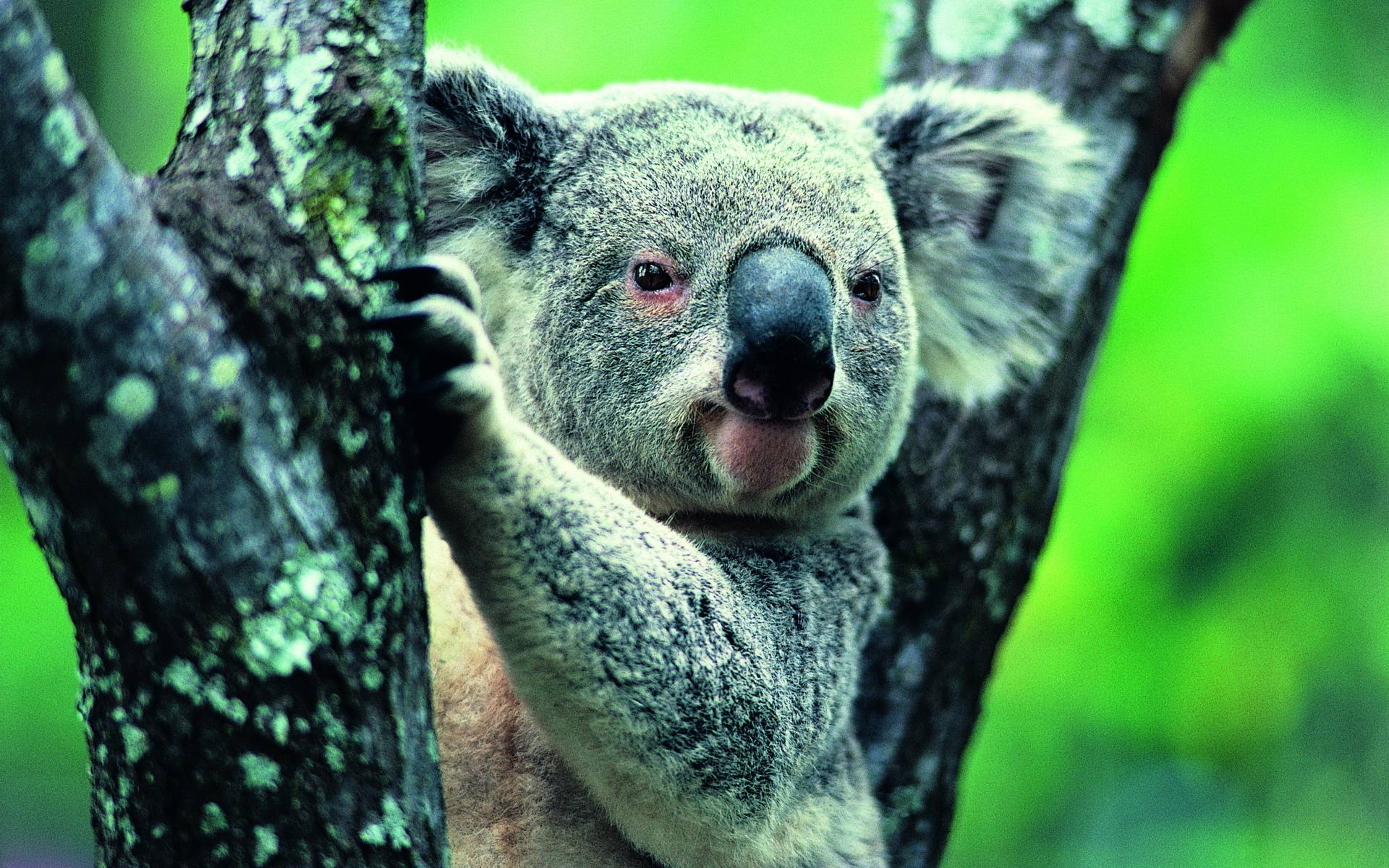 Koala Wallpapers Wallpaper Cave
