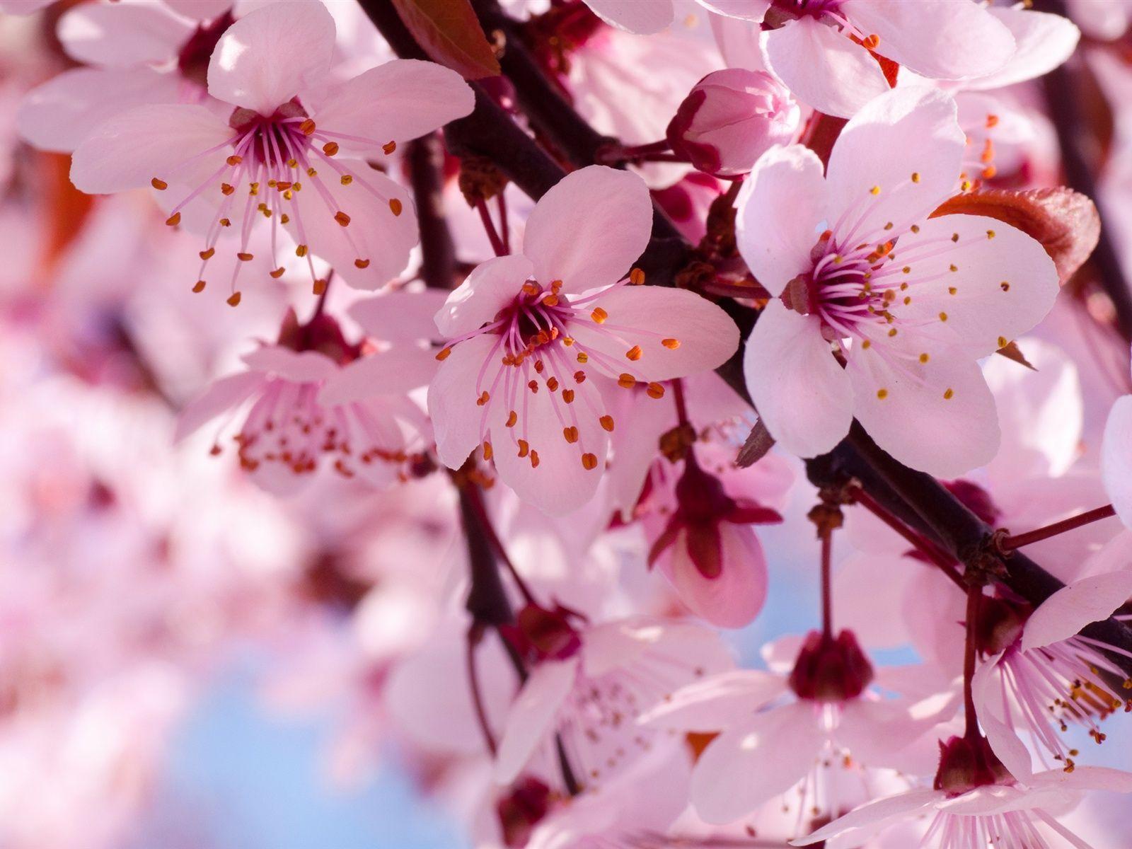 Cherry Blossom Backgrounds Wallpaper Cave