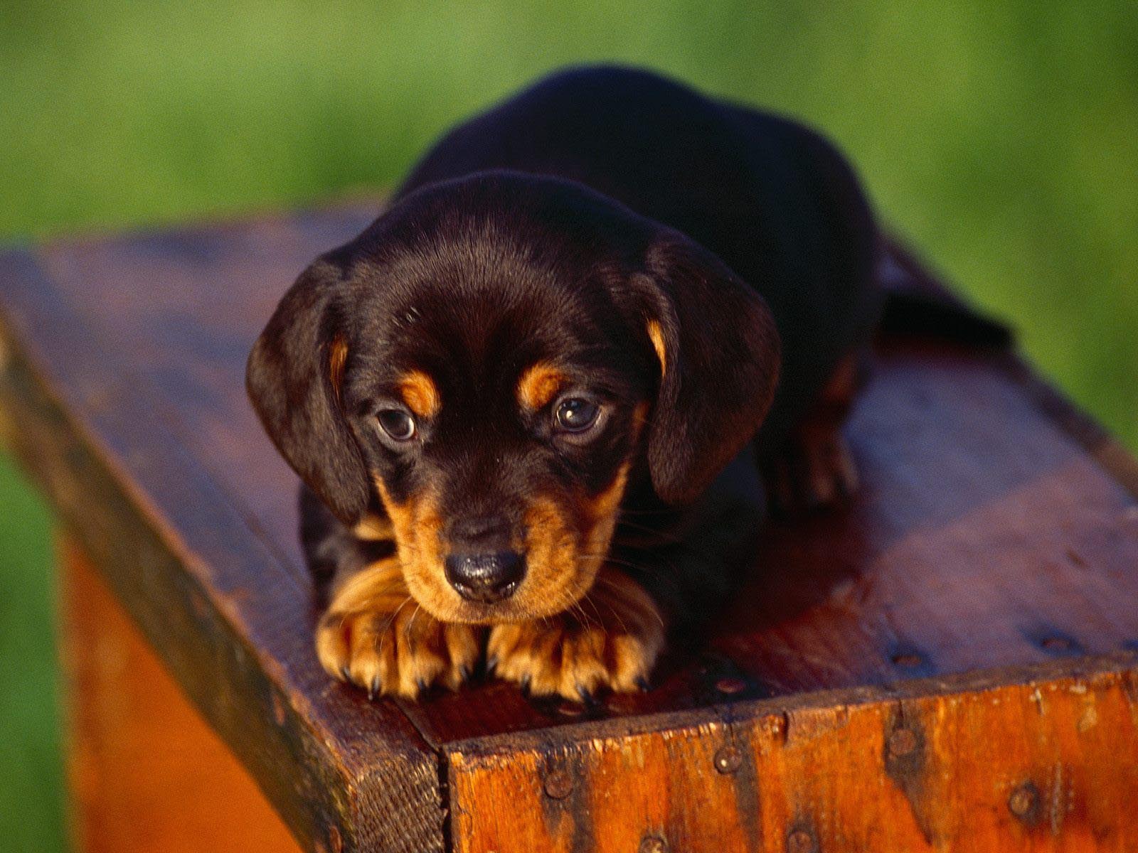 Cheap.dog Breeds at Abraham Duckett blog