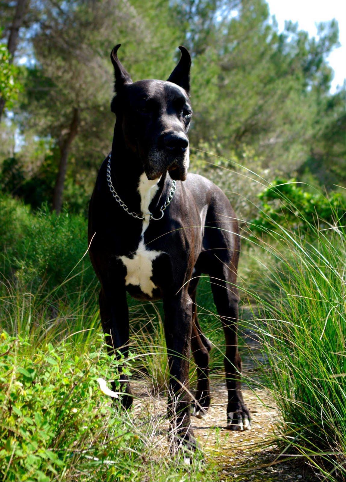 Great Dane Wallpapers Wallpaper Cave