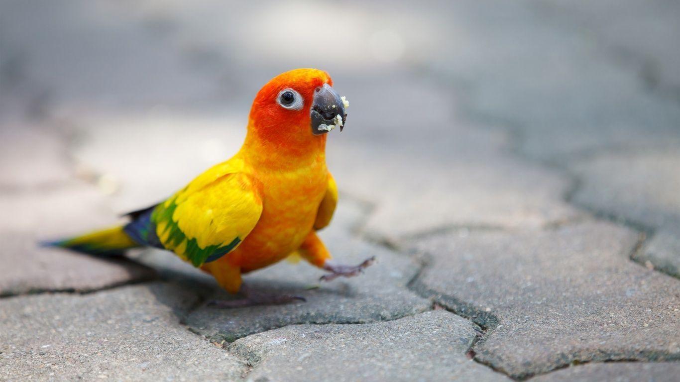 Parrot Wallpapers Wallpaper Cave