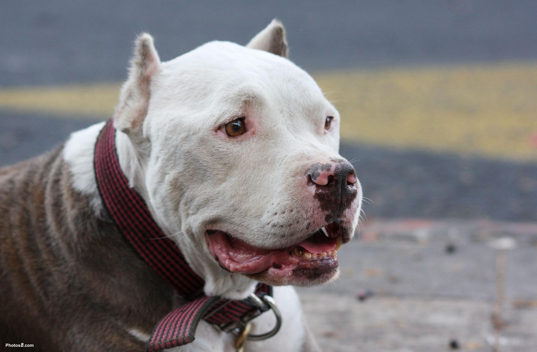 Pitbull Dog Wallpapers Wallpaper Cave