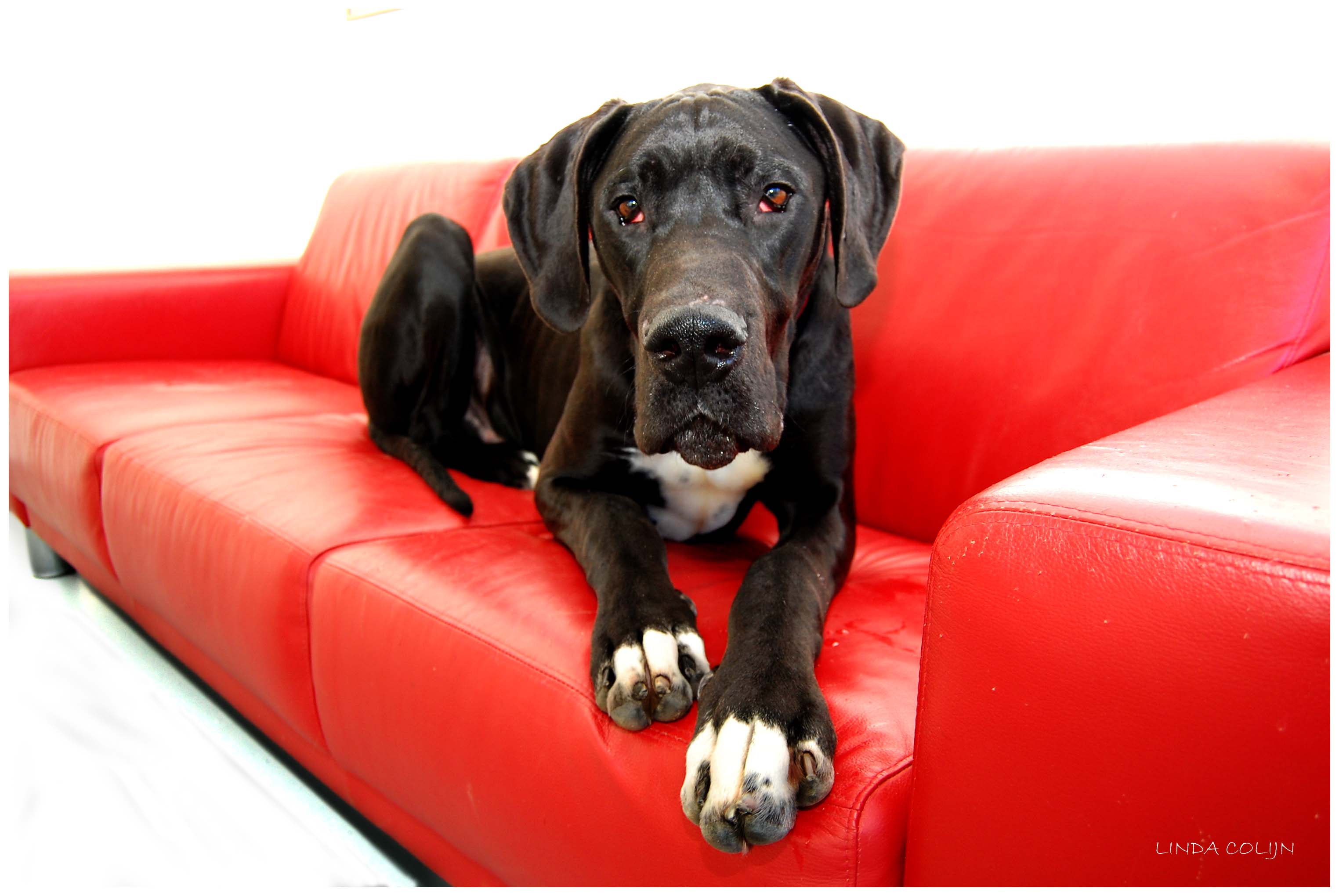 Great Dane Wallpapers Wallpaper Cave