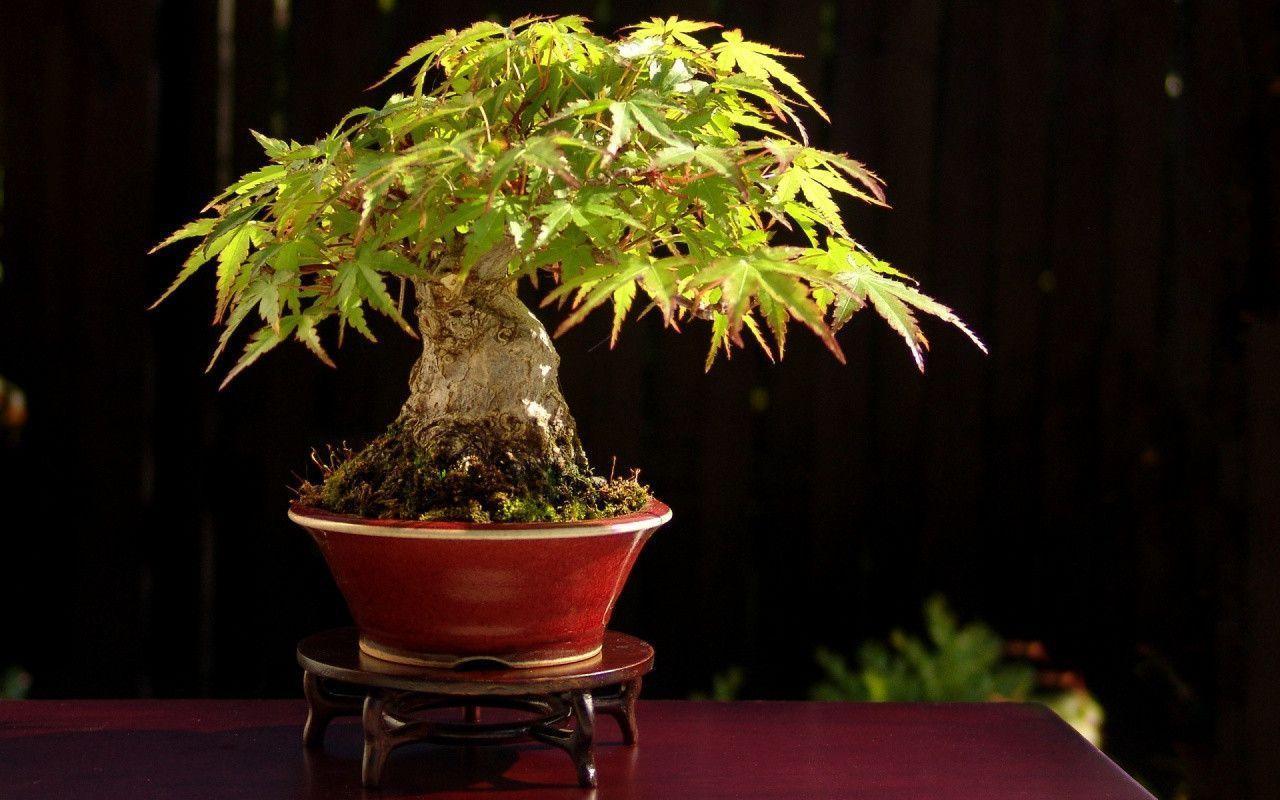 Bonsai Tree Wallpapers Wallpaper Cave