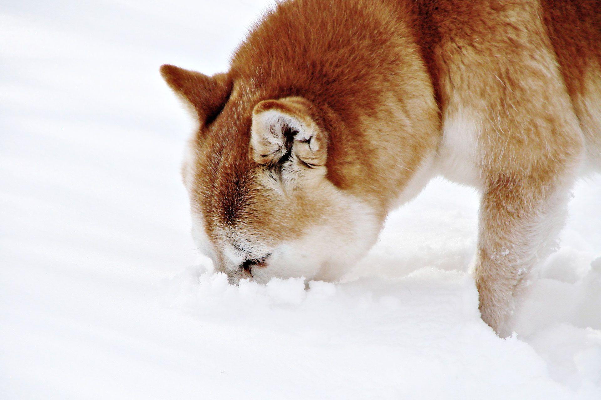 Shiba Inu Wallpapers Wallpaper Cave