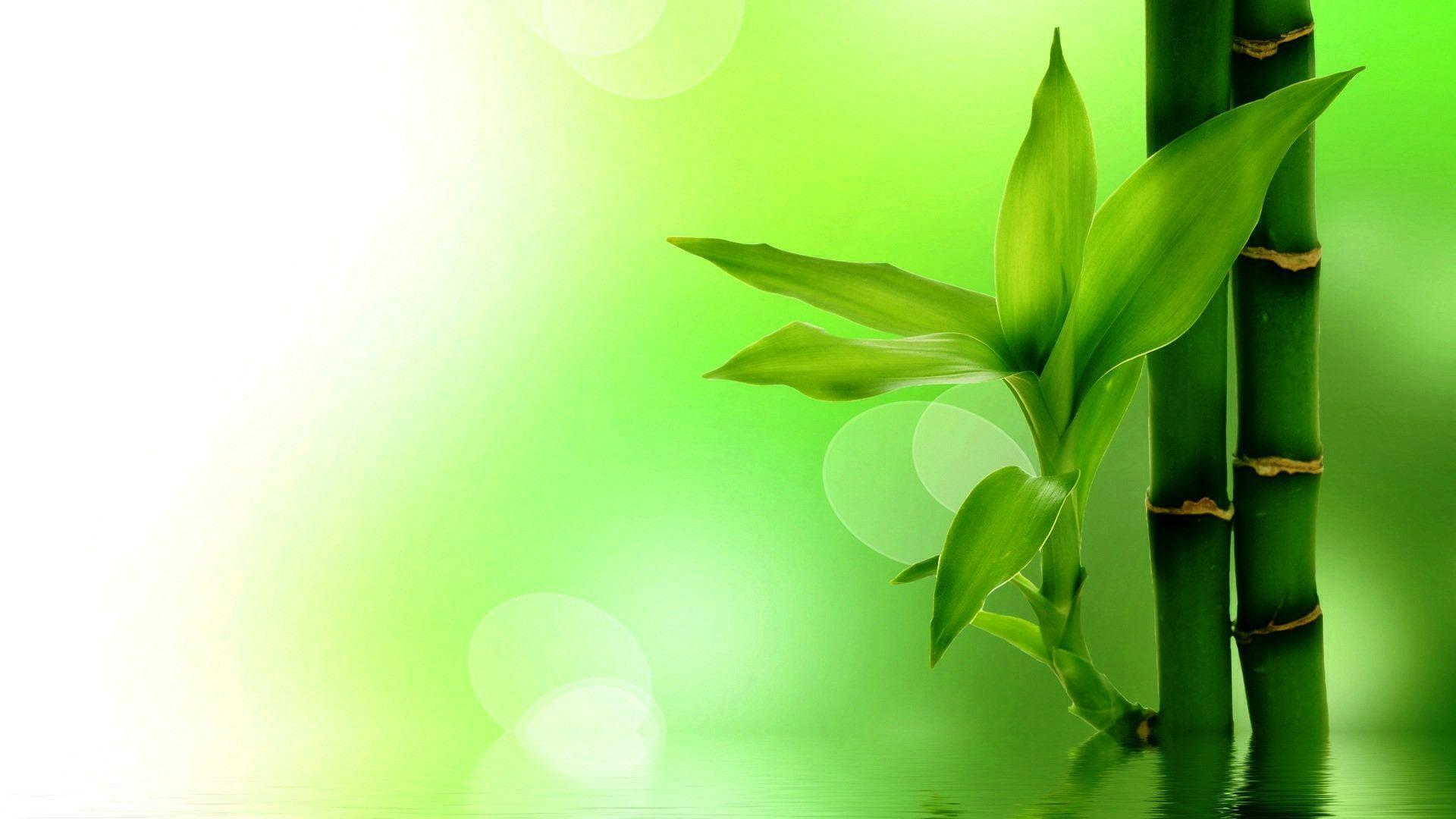 Green Bamboo Wallpapers Wallpaper Cave