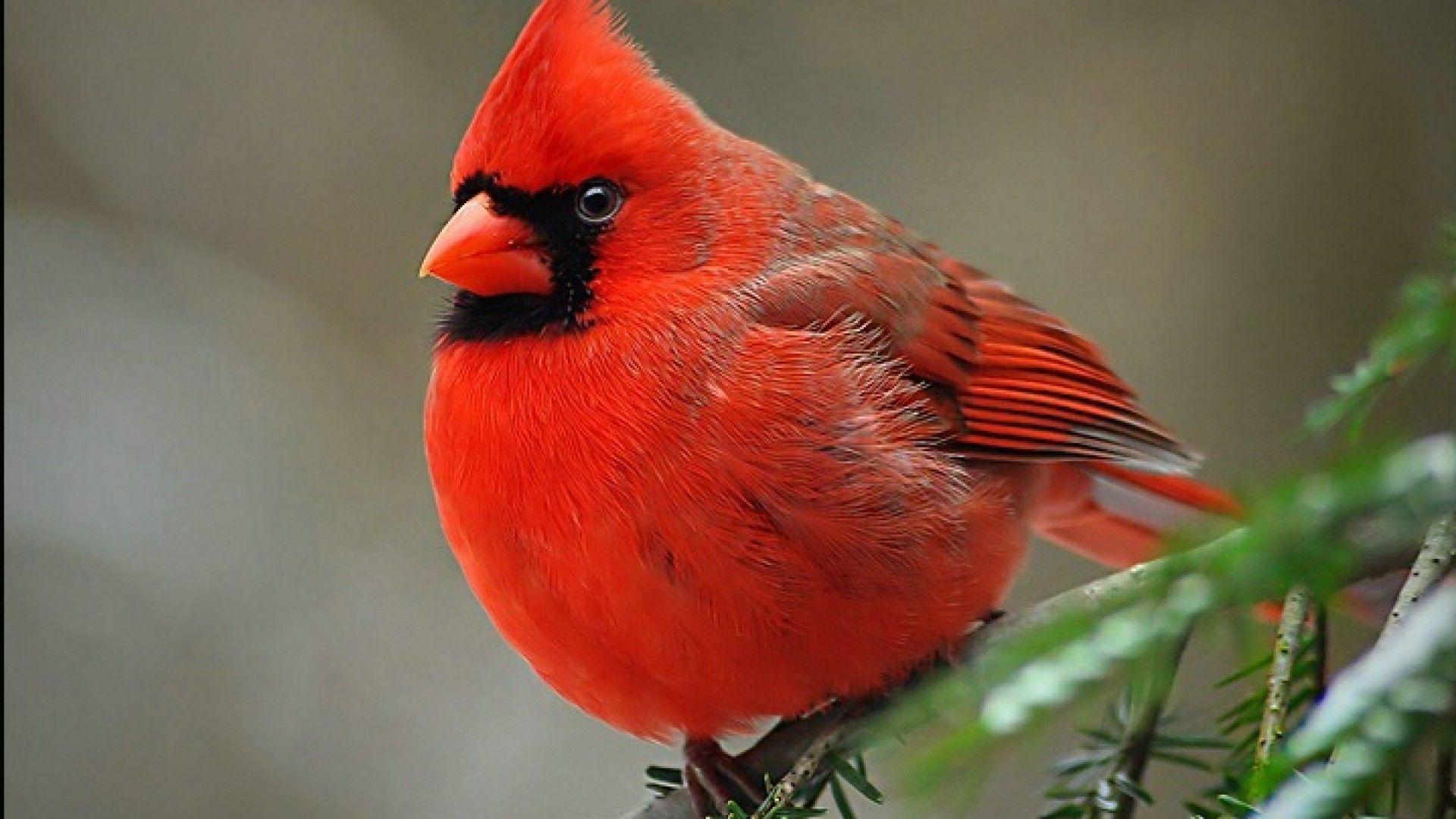 Cardinal Bird Wallpapers Wallpaper Cave