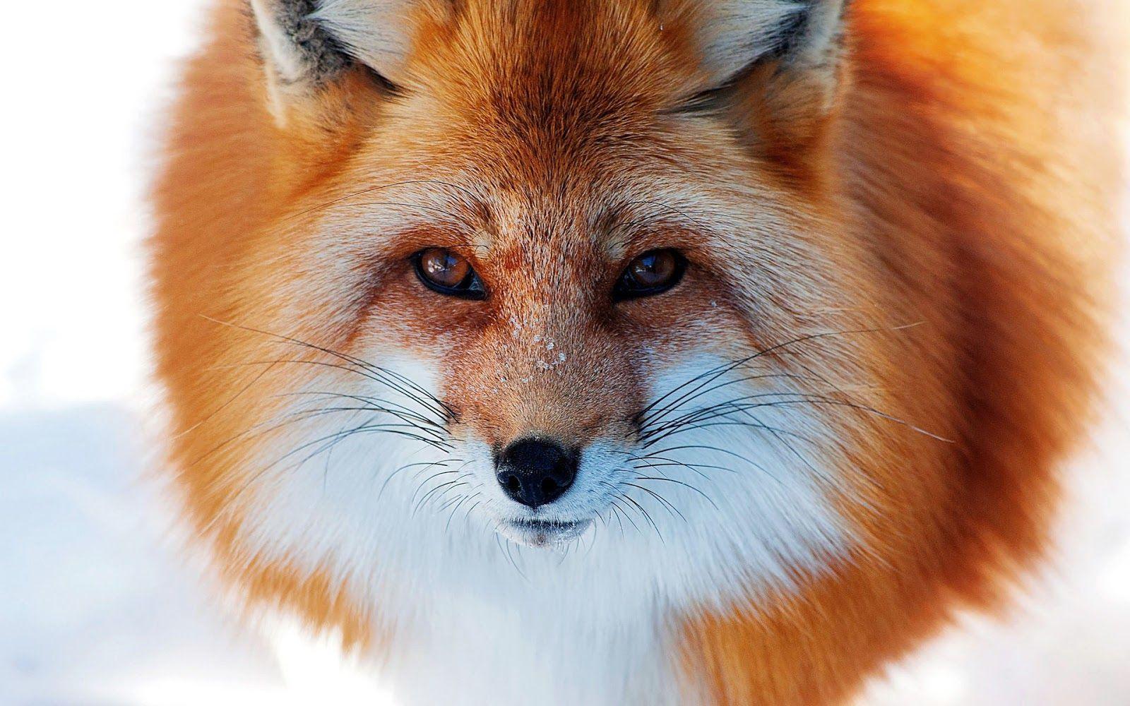 Red Fox Wallpapers Wallpaper Cave