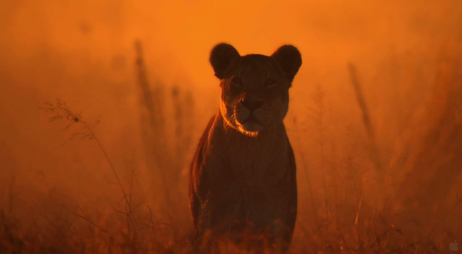 Lioness Wallpapers Wallpaper Cave