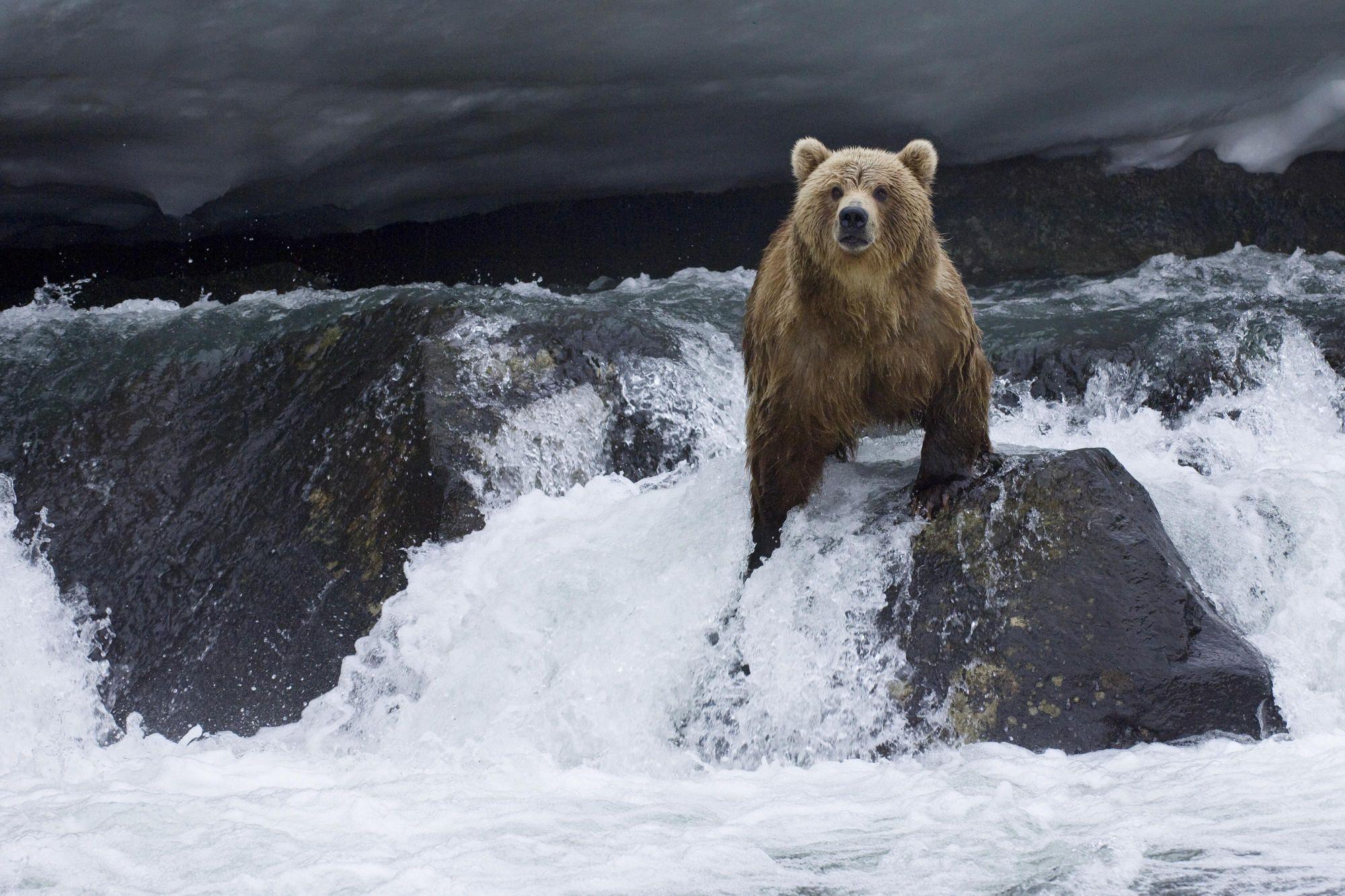 Brown Bear Wallpapers Wallpaper Cave