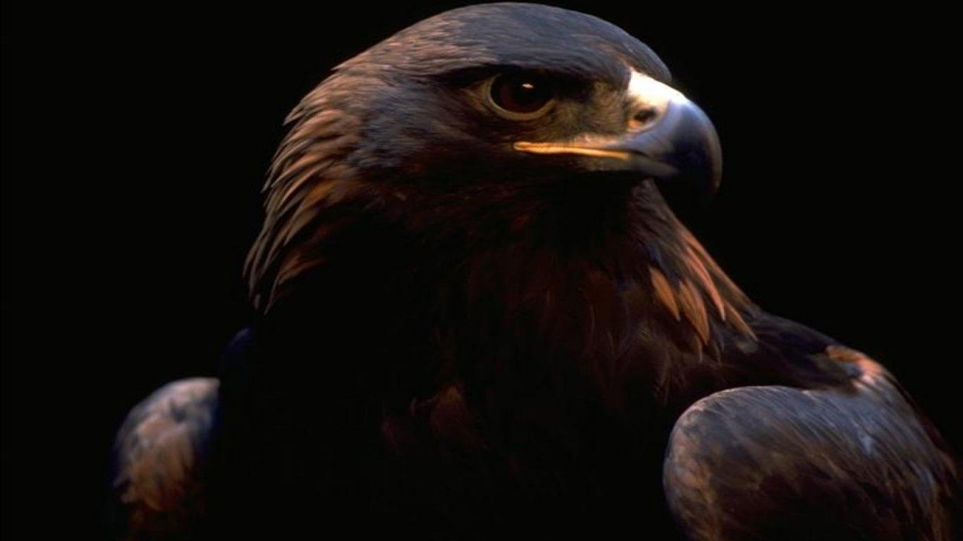 Golden Eagle Wallpapers Wallpapers Box