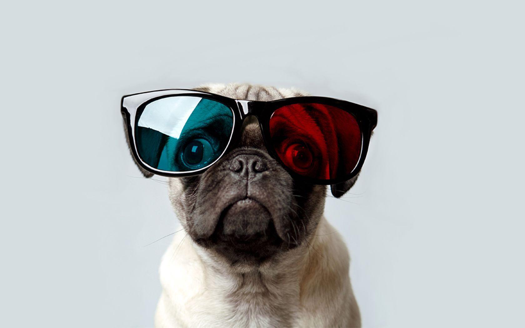 Funny Pug Wallpapers Wallpaper Cave
