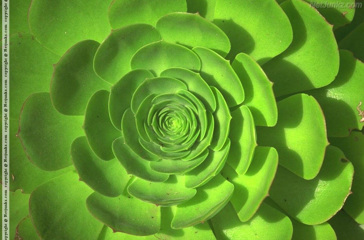 Green Flower Backgrounds Wallpaper Cave