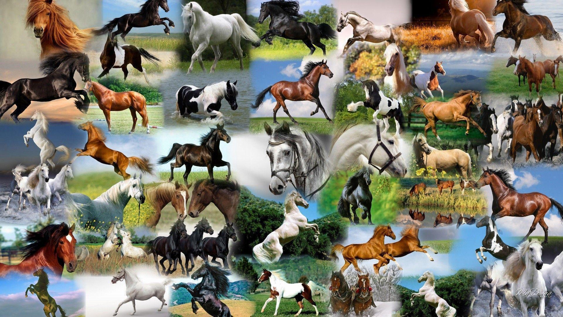 Equestrian Wallpapers Wallpaper Cave