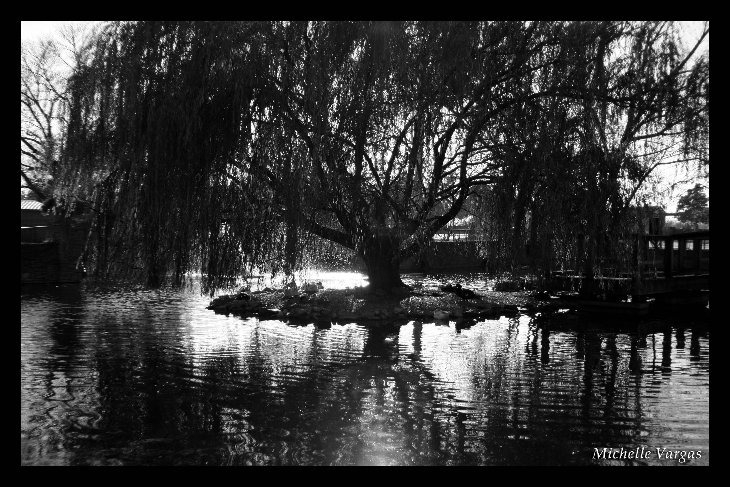 Weeping Willow Wallpapers Wallpaper Cave