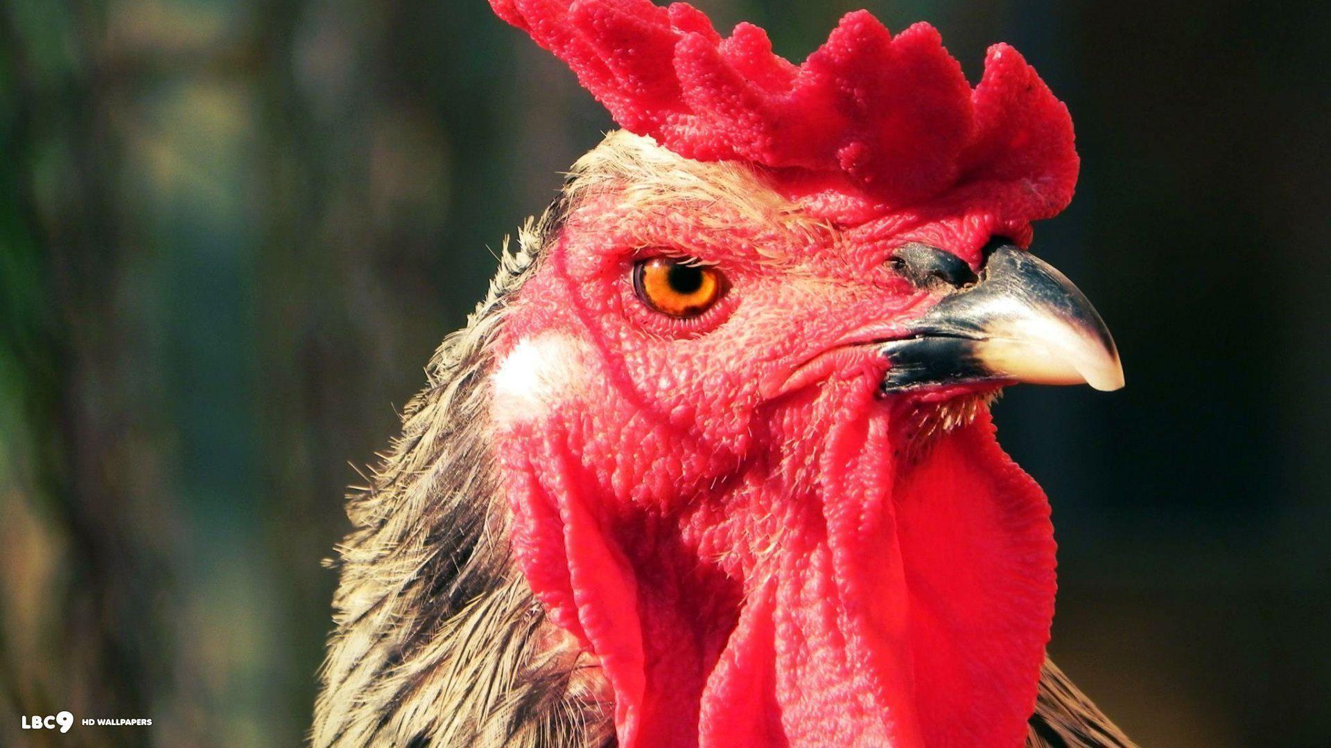 Rooster Wallpapers Wallpaper Cave