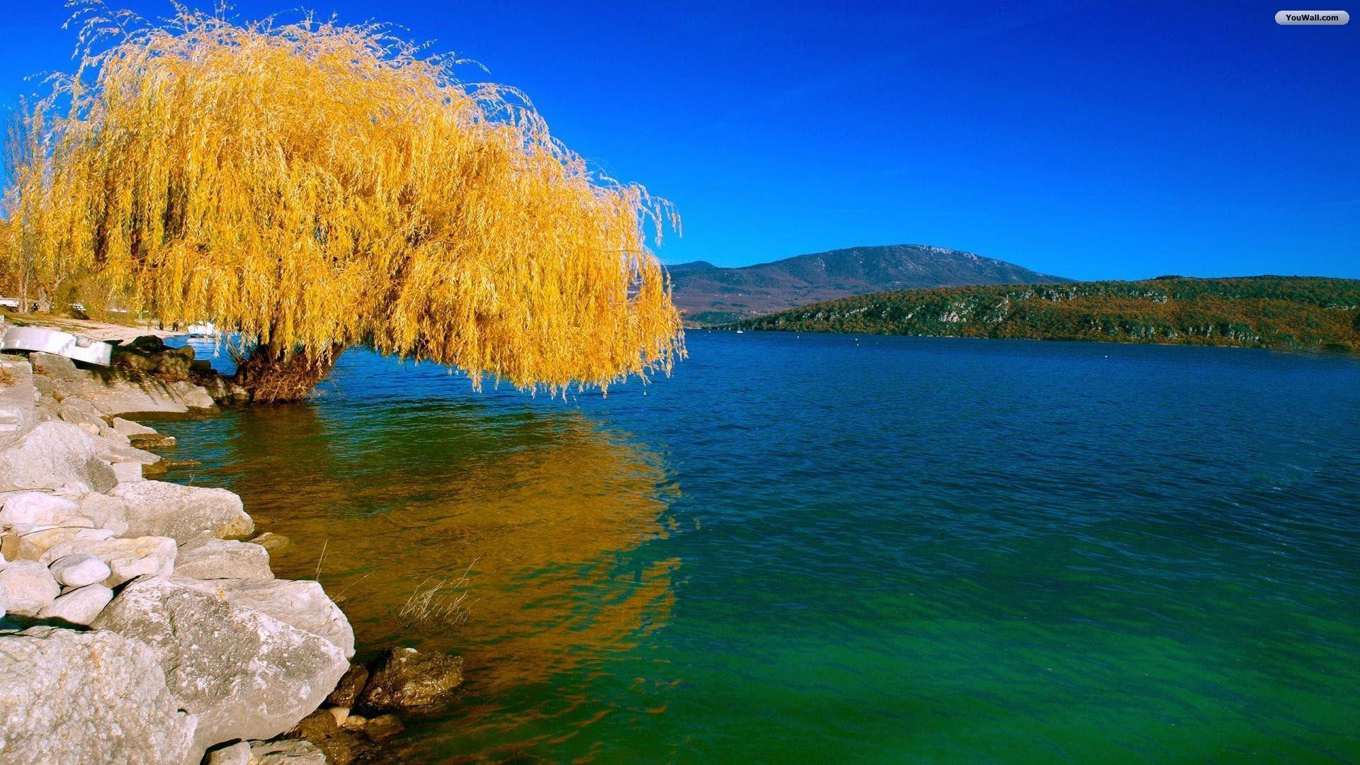 Weeping Willow Wallpapers Wallpaper Cave