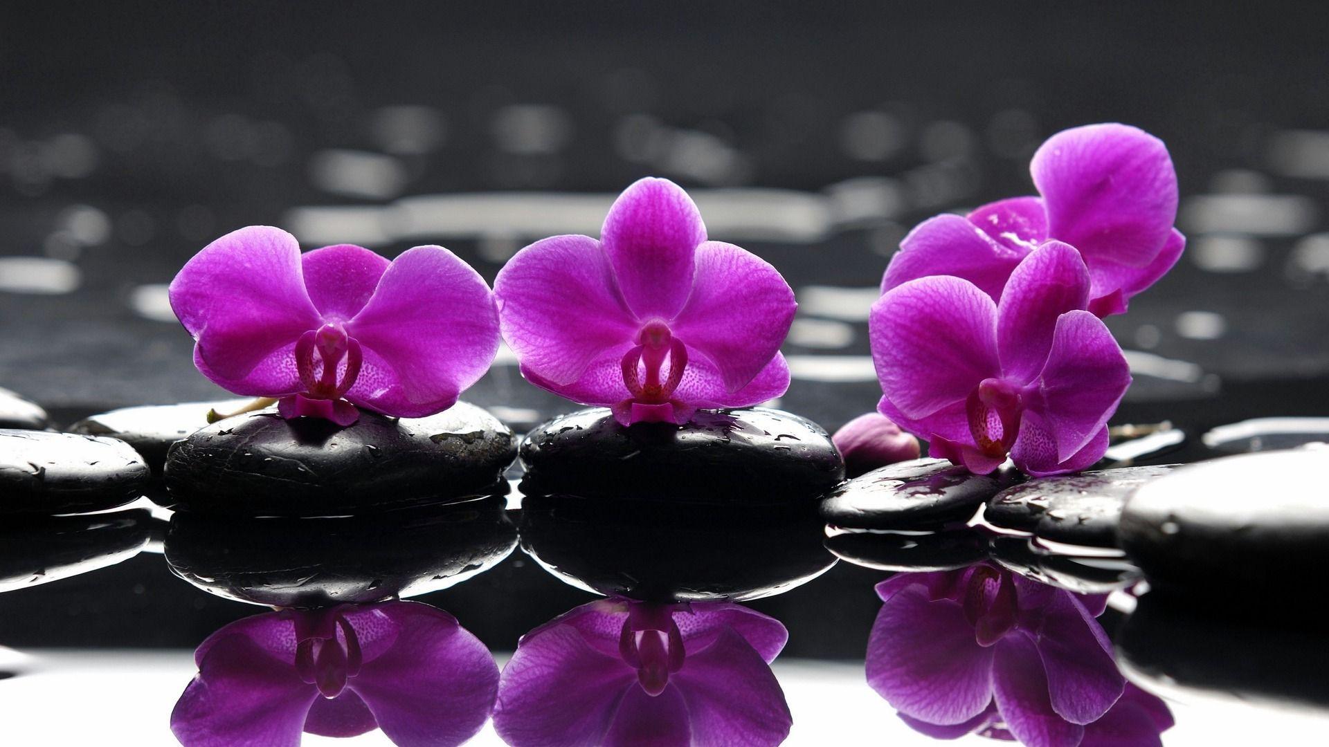 Purple Orchid Wallpapers Wallpaper Cave