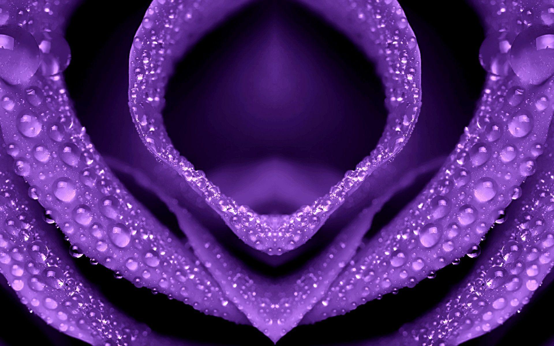 Violet Rose Wallpapers Wallpaper Cave