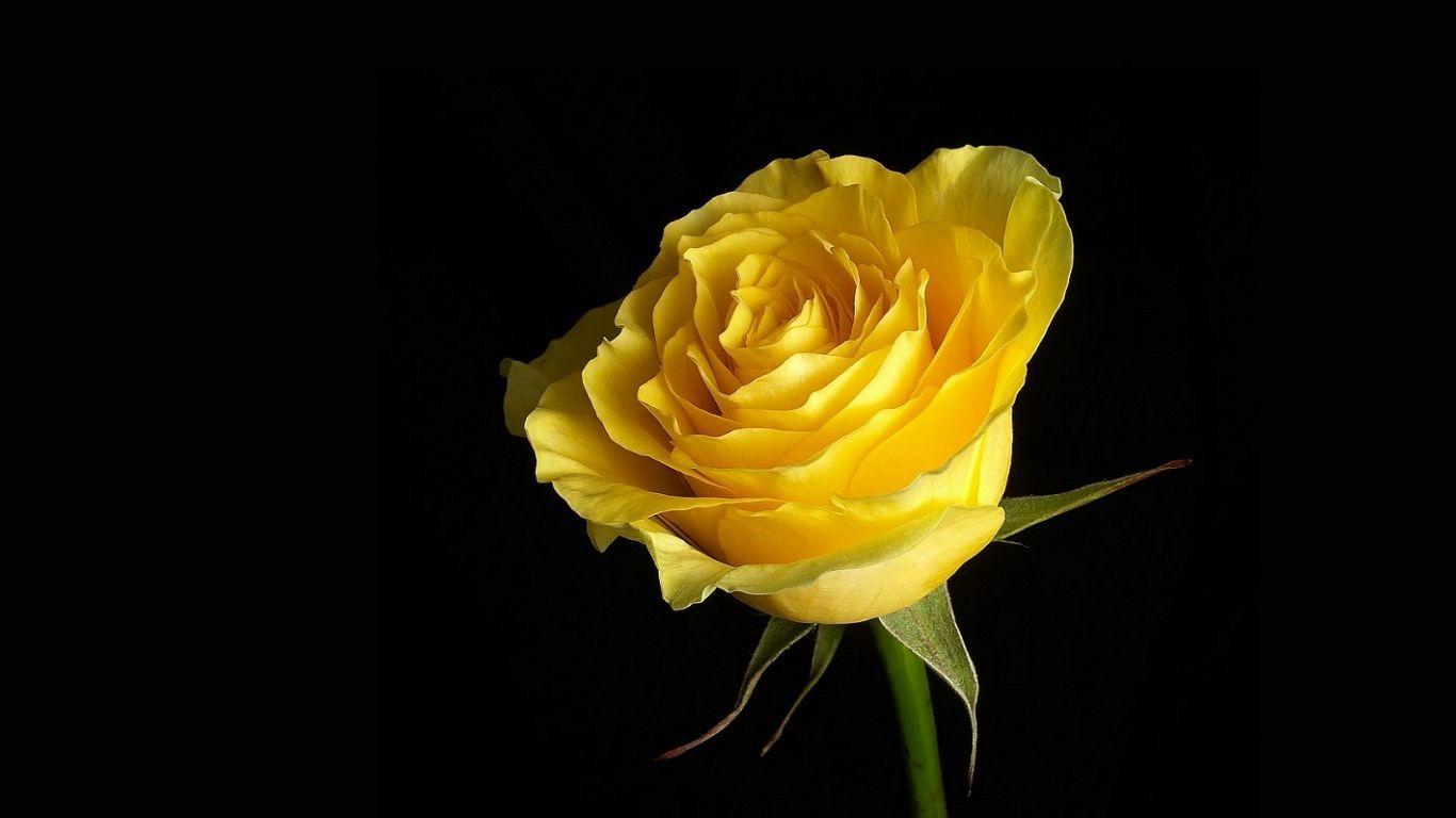 Yellow Rose Flower Wallpapers
