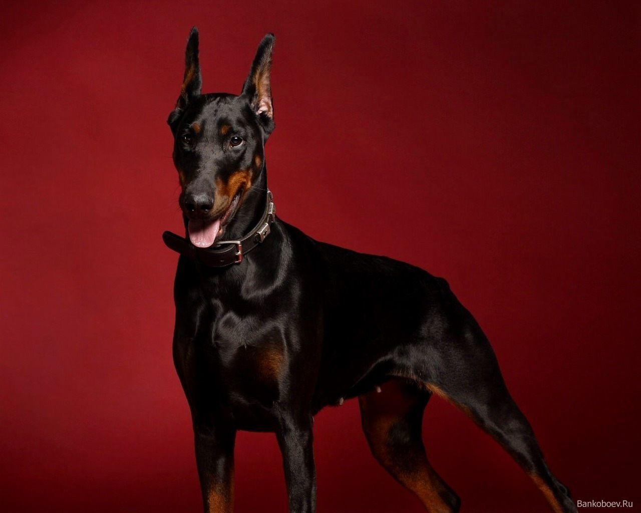 Doberman Wallpapers Wallpaper Cave