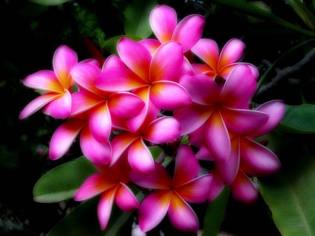 Hawaiian Flower Backgrounds Wallpaper Cave