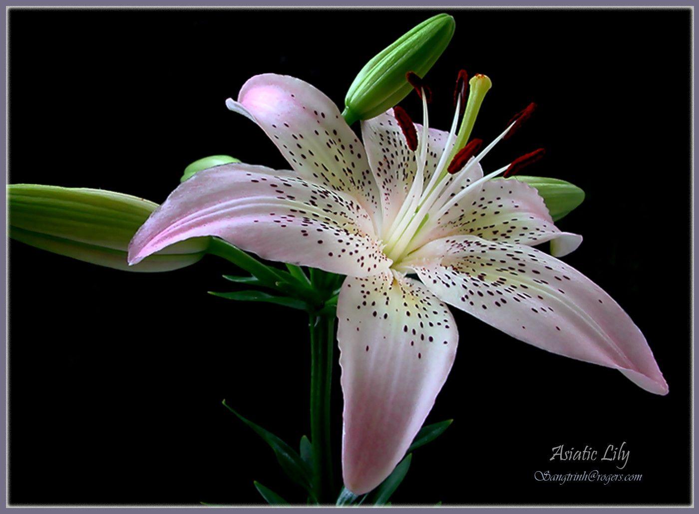 Lily Wallpapers Wallpaper Cave