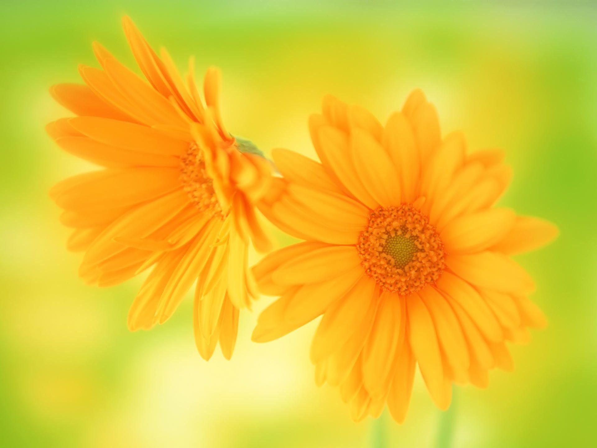 Yellow Flowers Wallpapers Wallpaper Cave