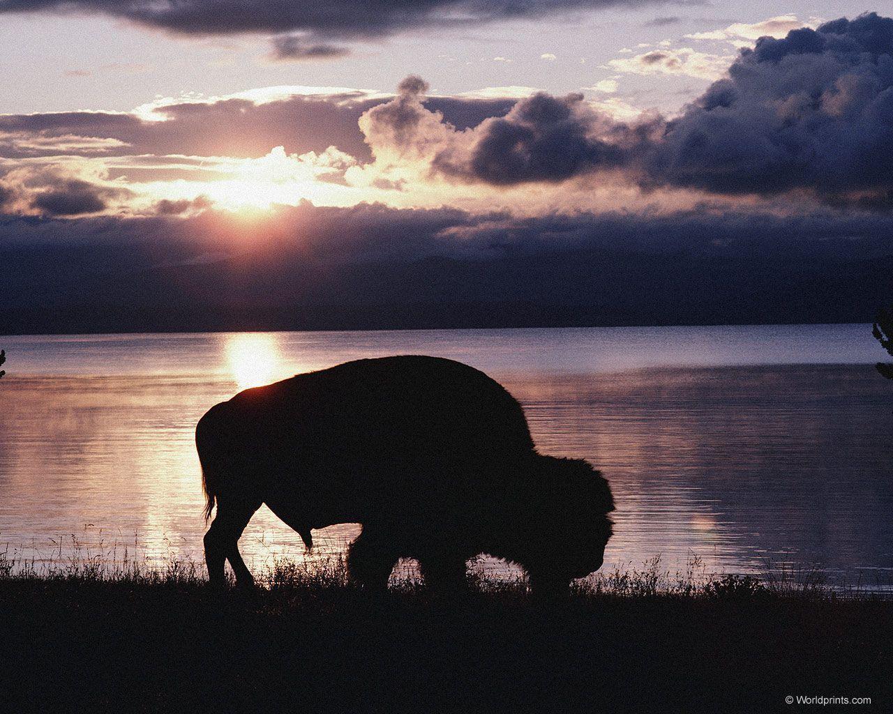 Bison Wallpapers Wallpaper Cave
