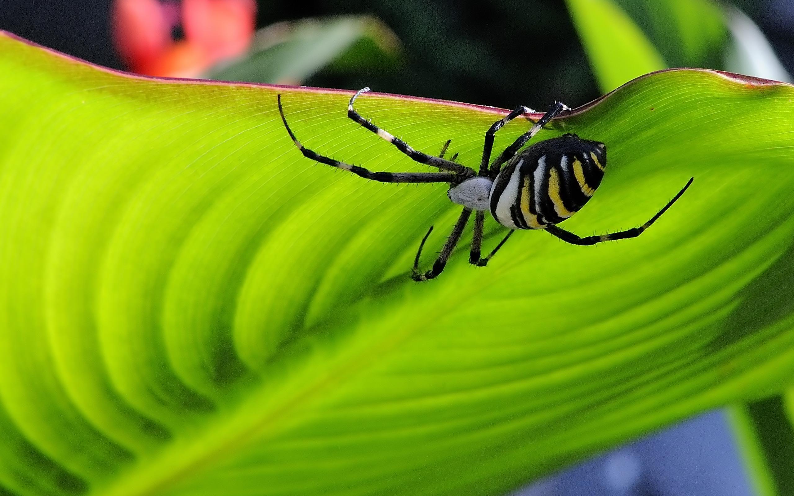 Spider Wallpapers Wallpaper Cave
