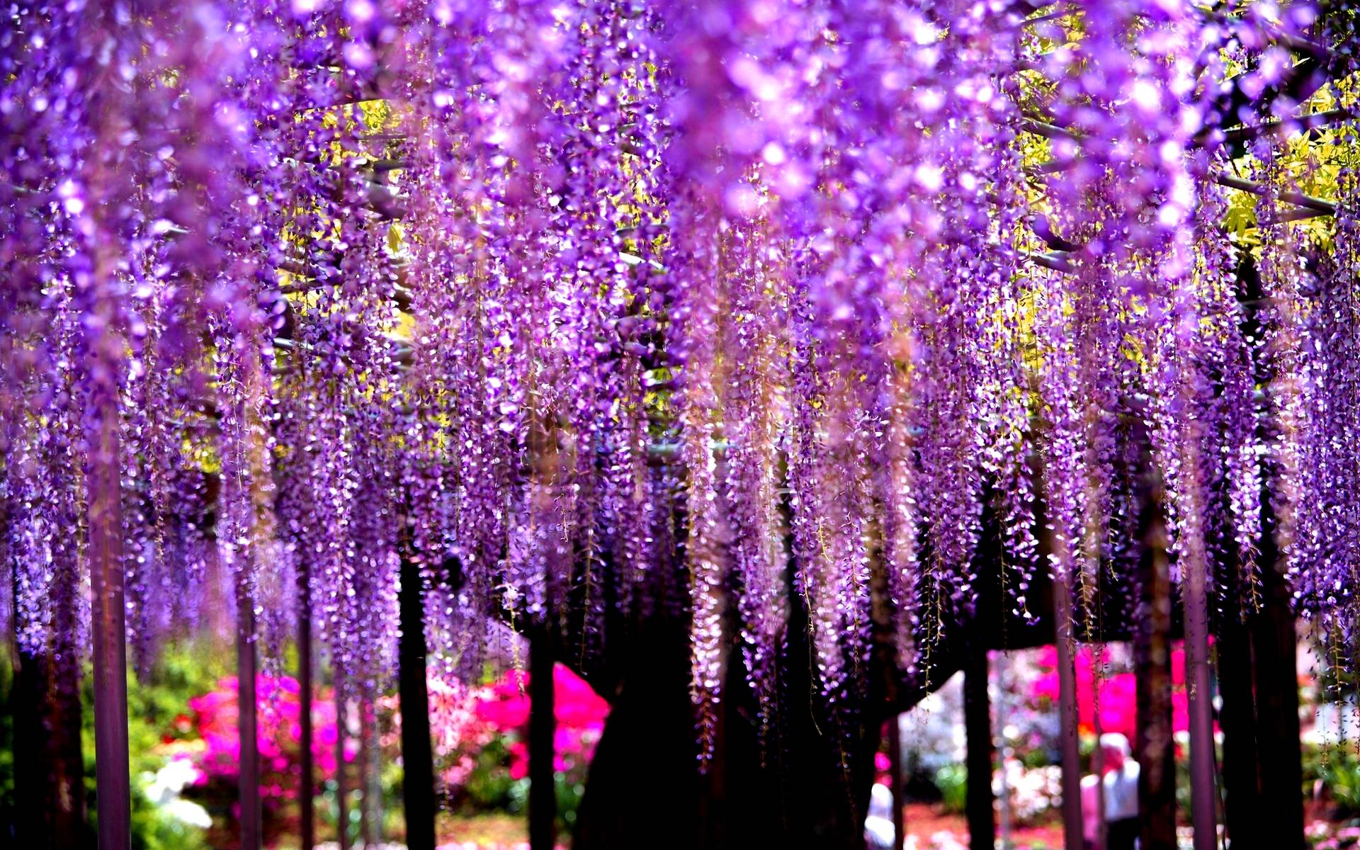 Purple Tree Wallpapers Wallpaper Cave