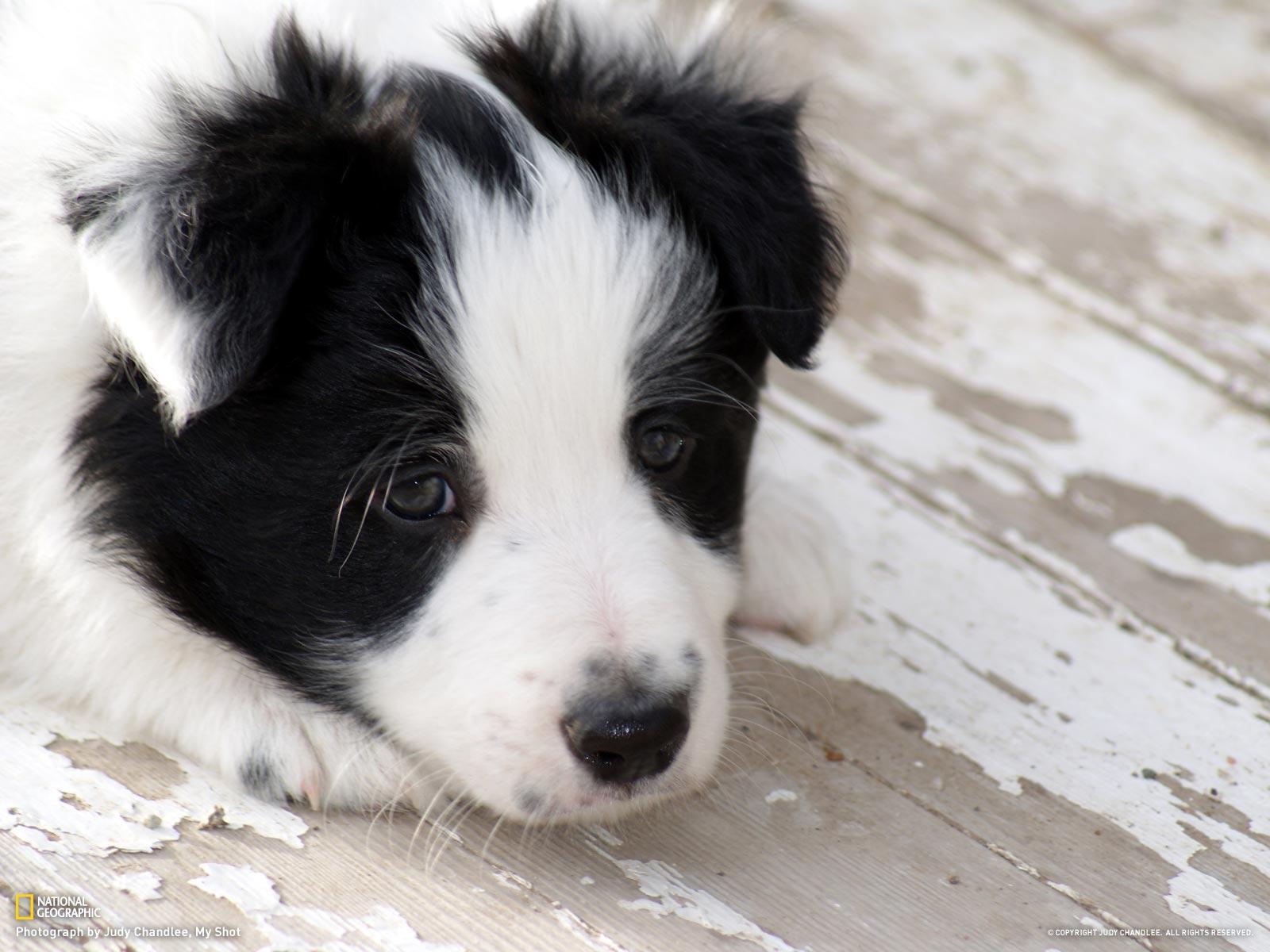 Border Collie Wallpapers Wallpaper Cave
