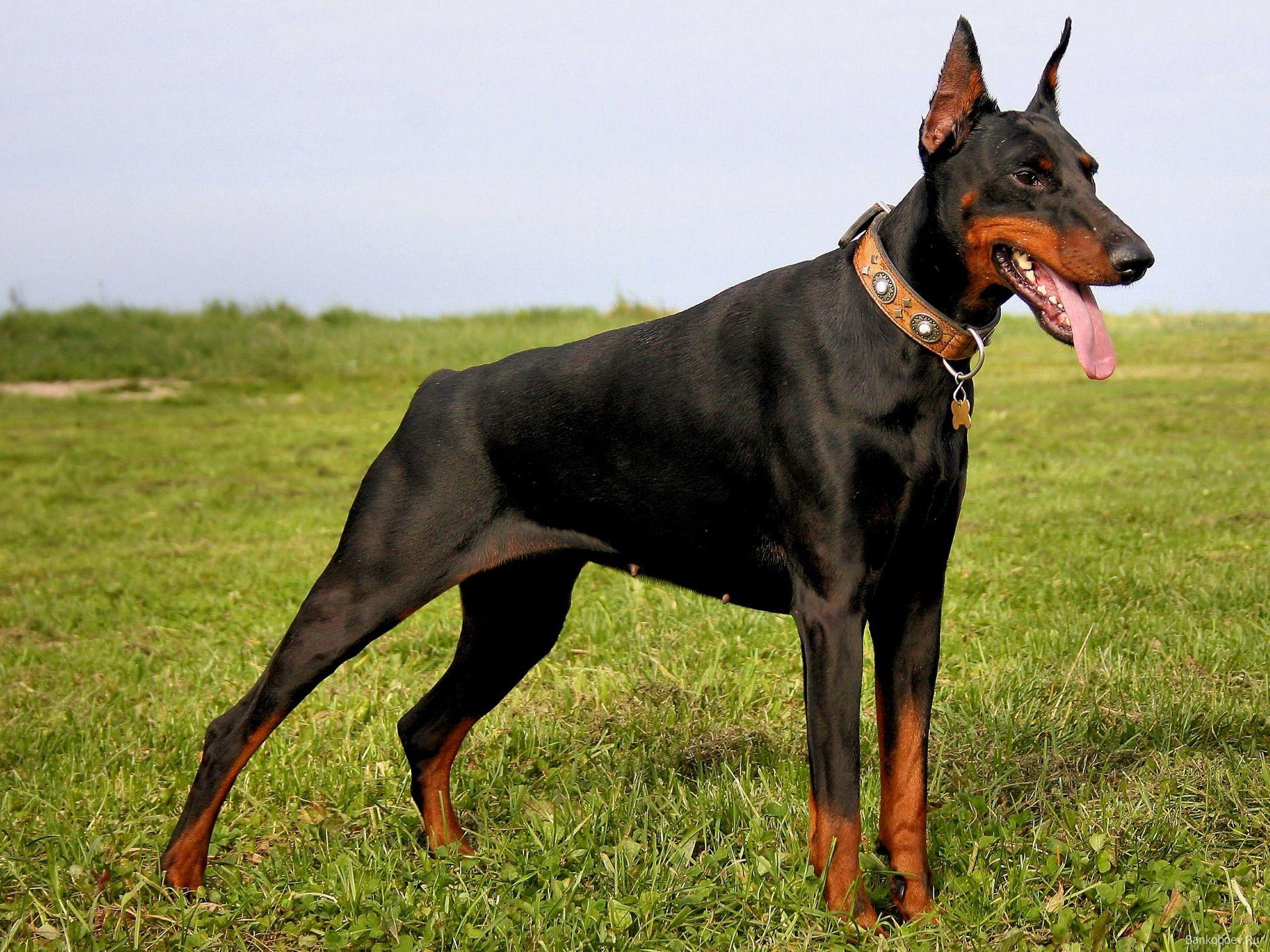 Doberman Wallpapers Wallpaper Cave