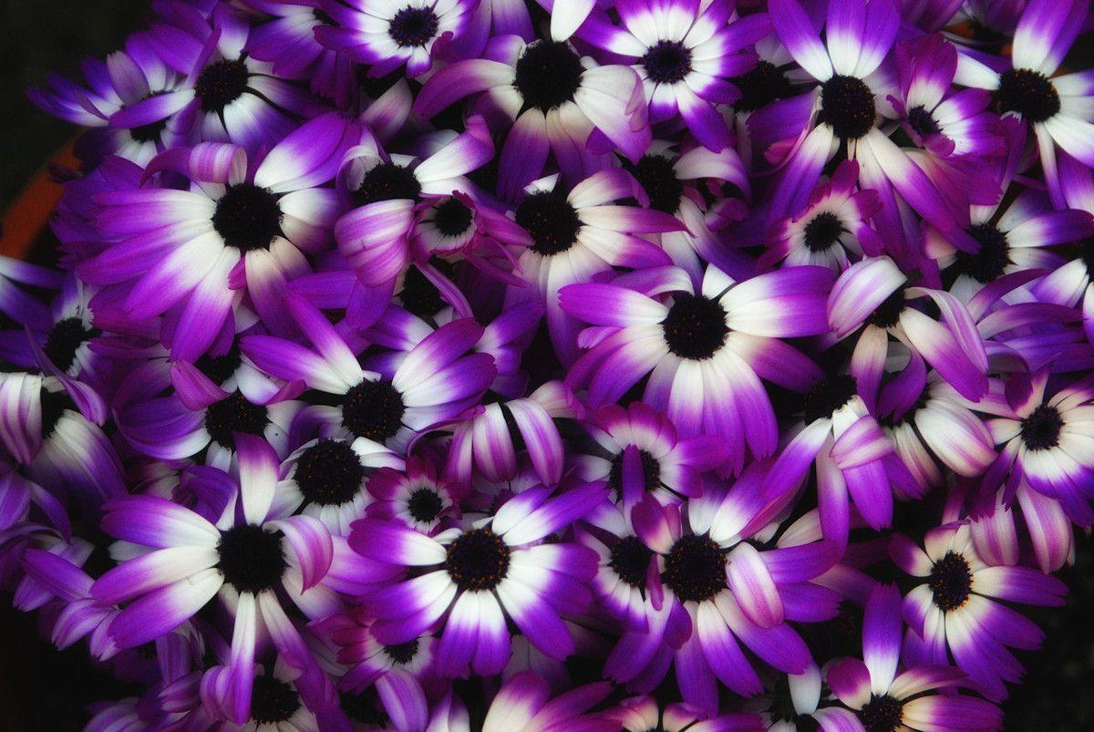 Purple Flower Wallpapers Wallpaper Cave