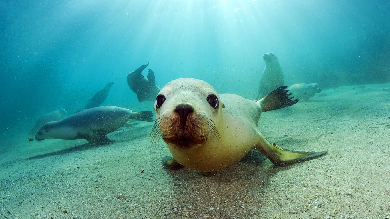 Sea Lion Wallpapers Wallpaper Cave