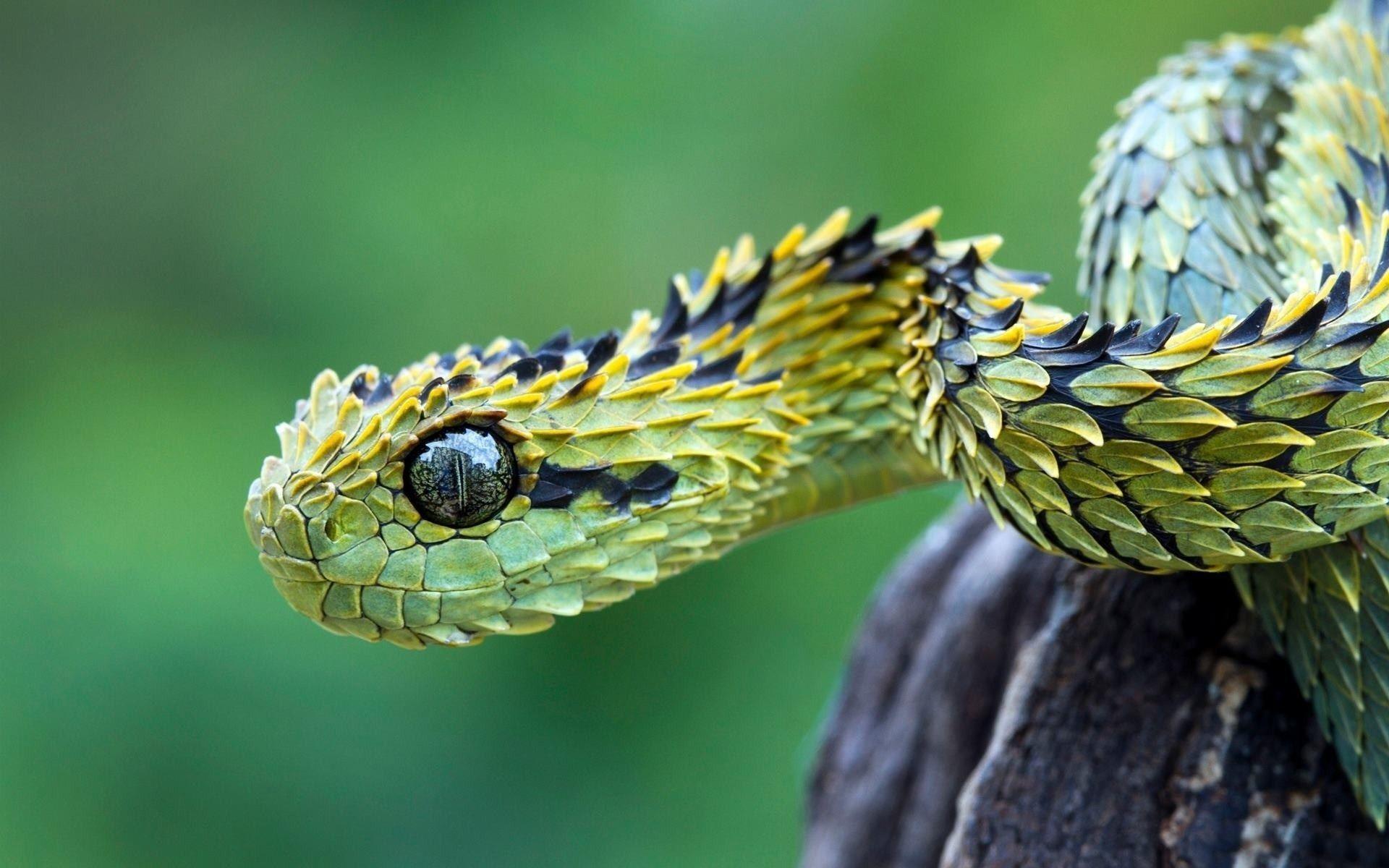 Viper Snake Wallpapers Wallpaper Cave