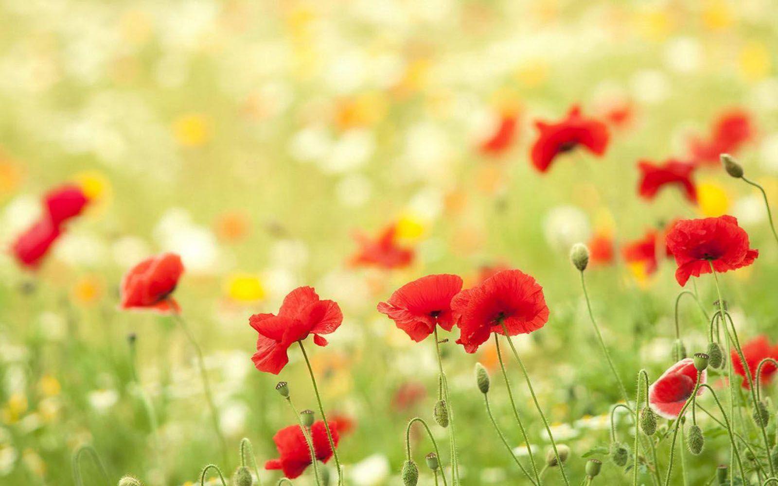 22+ Pinterest Wallpaper Desktop Laptop Free