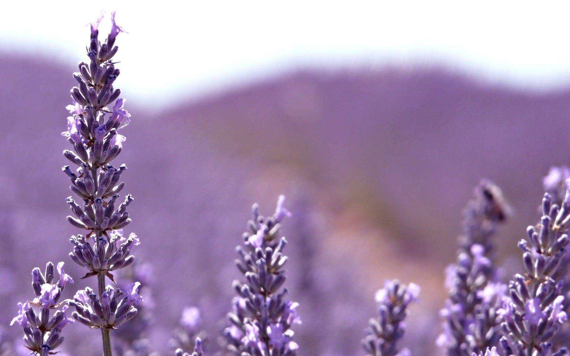 Lavender Wallpapers Wallpaper Cave