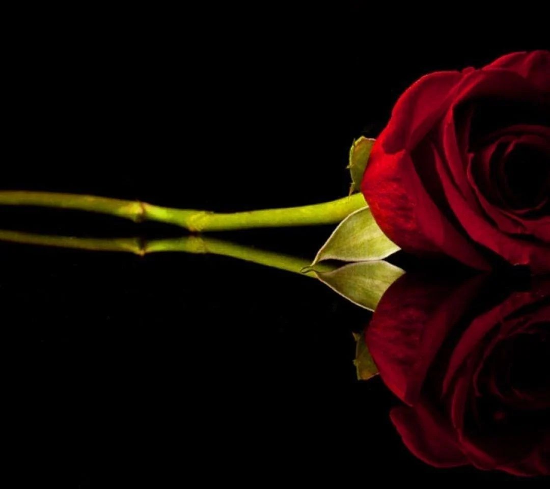 Red Rose Black Backgrounds Wallpaper Cave