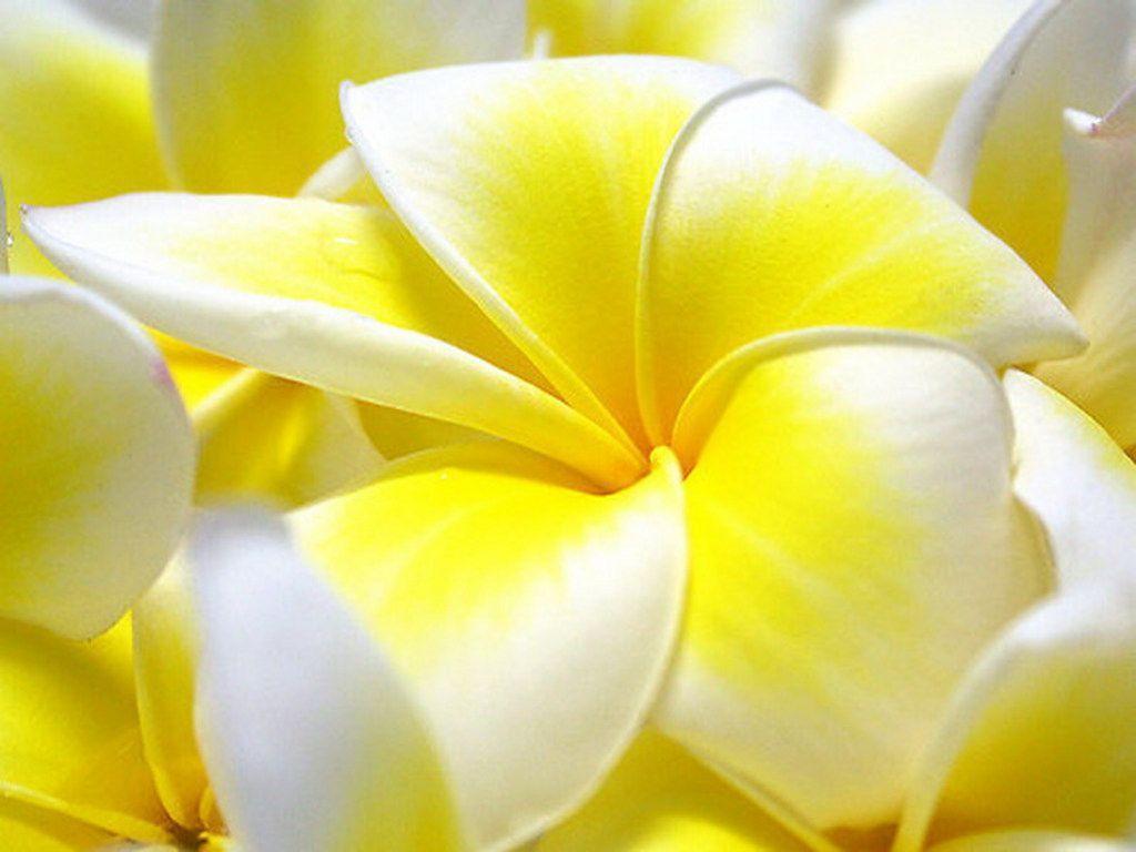 Full HD Flowers Wallpapers Wallpaper Cave