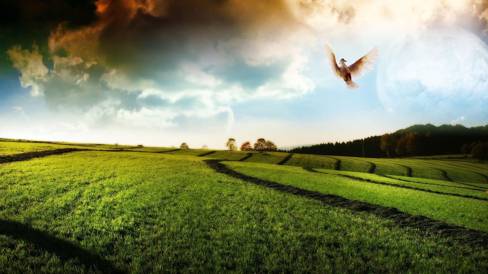 Green Tea Wallpapers Wallpaper Cave