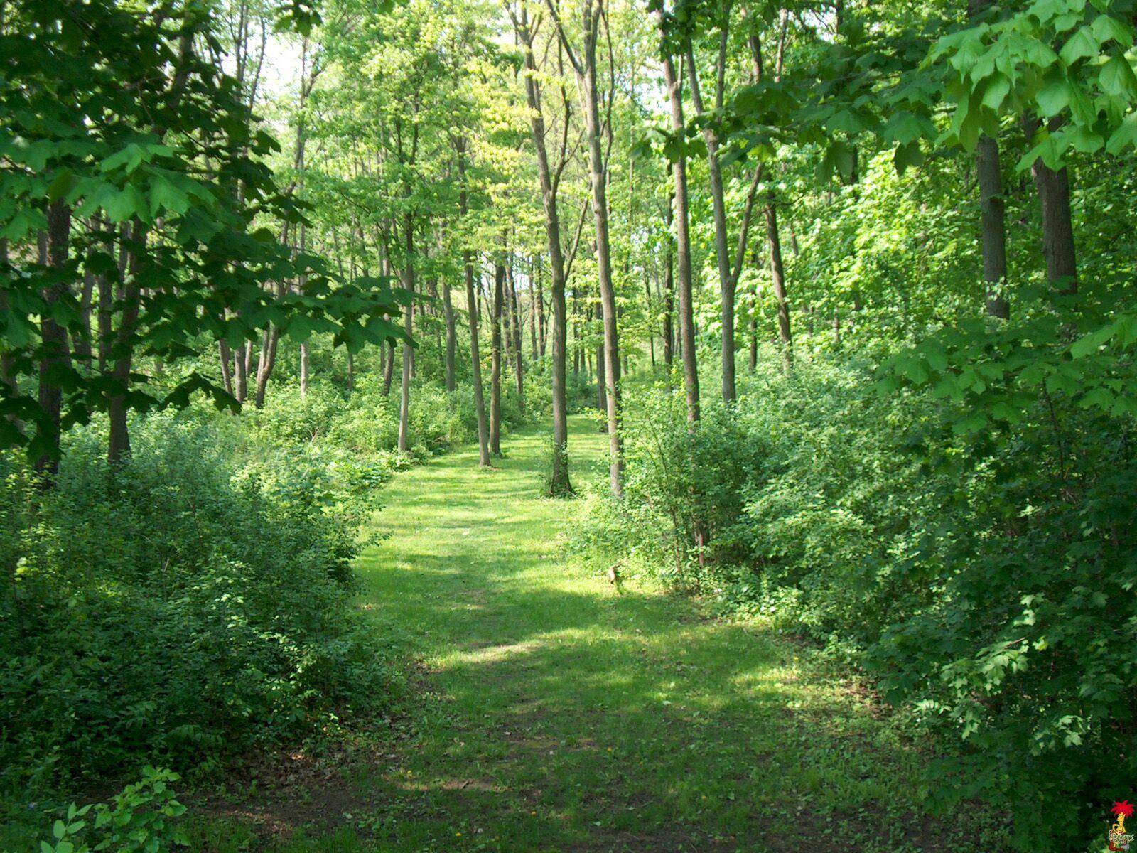 Themes For Backgrounds Wallpaper Cave