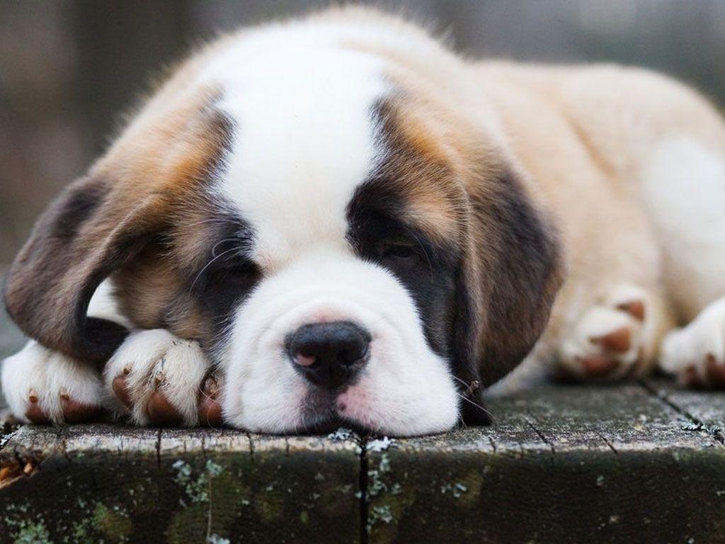 St. Bernard Wallpapers Wallpaper Cave