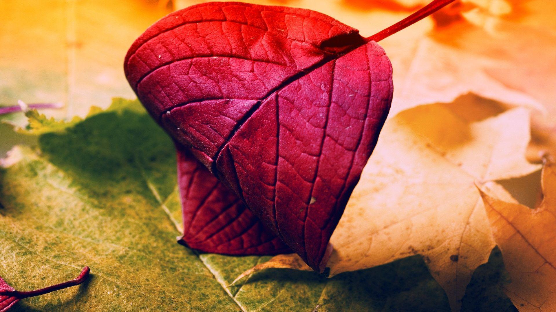 Red Leaf Wallpapers Wallpaper Cave