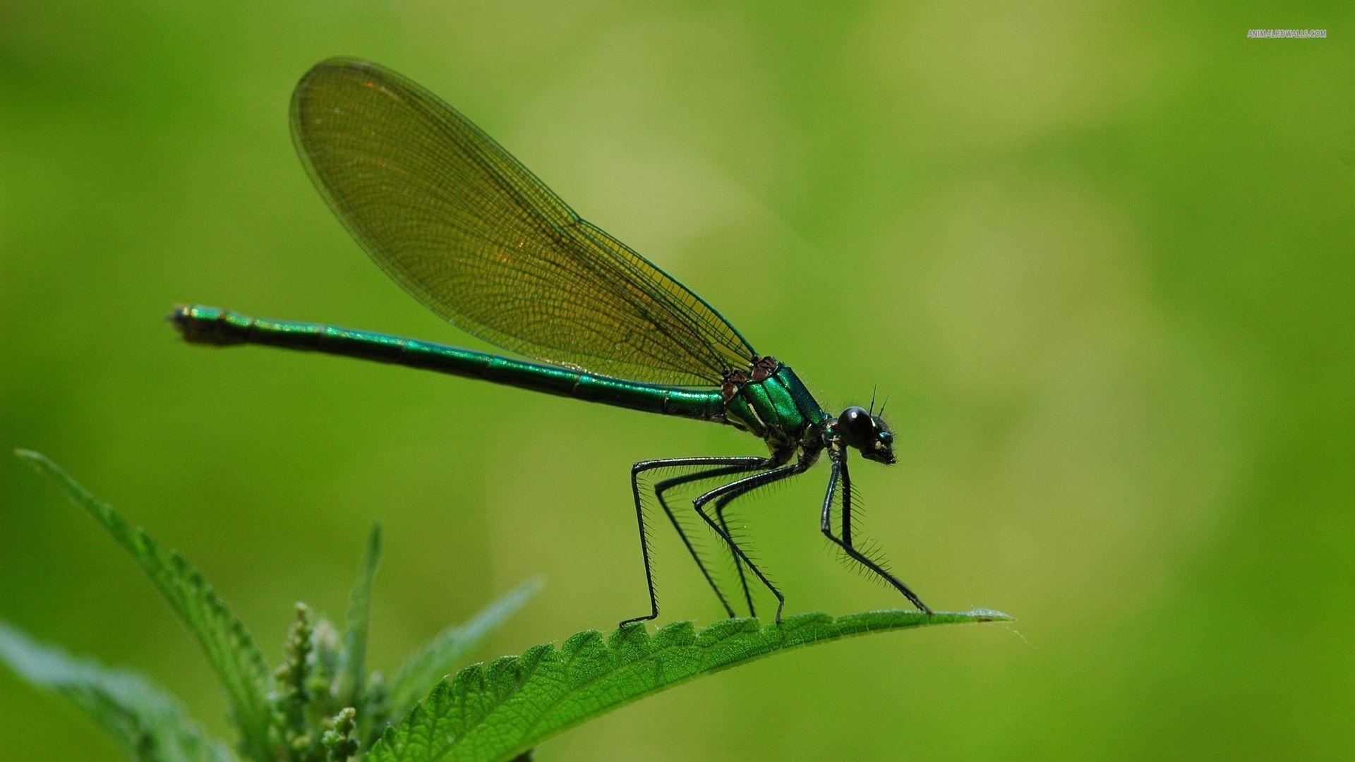 Free Dragonfly Images Pictures, Images and Stock Photos