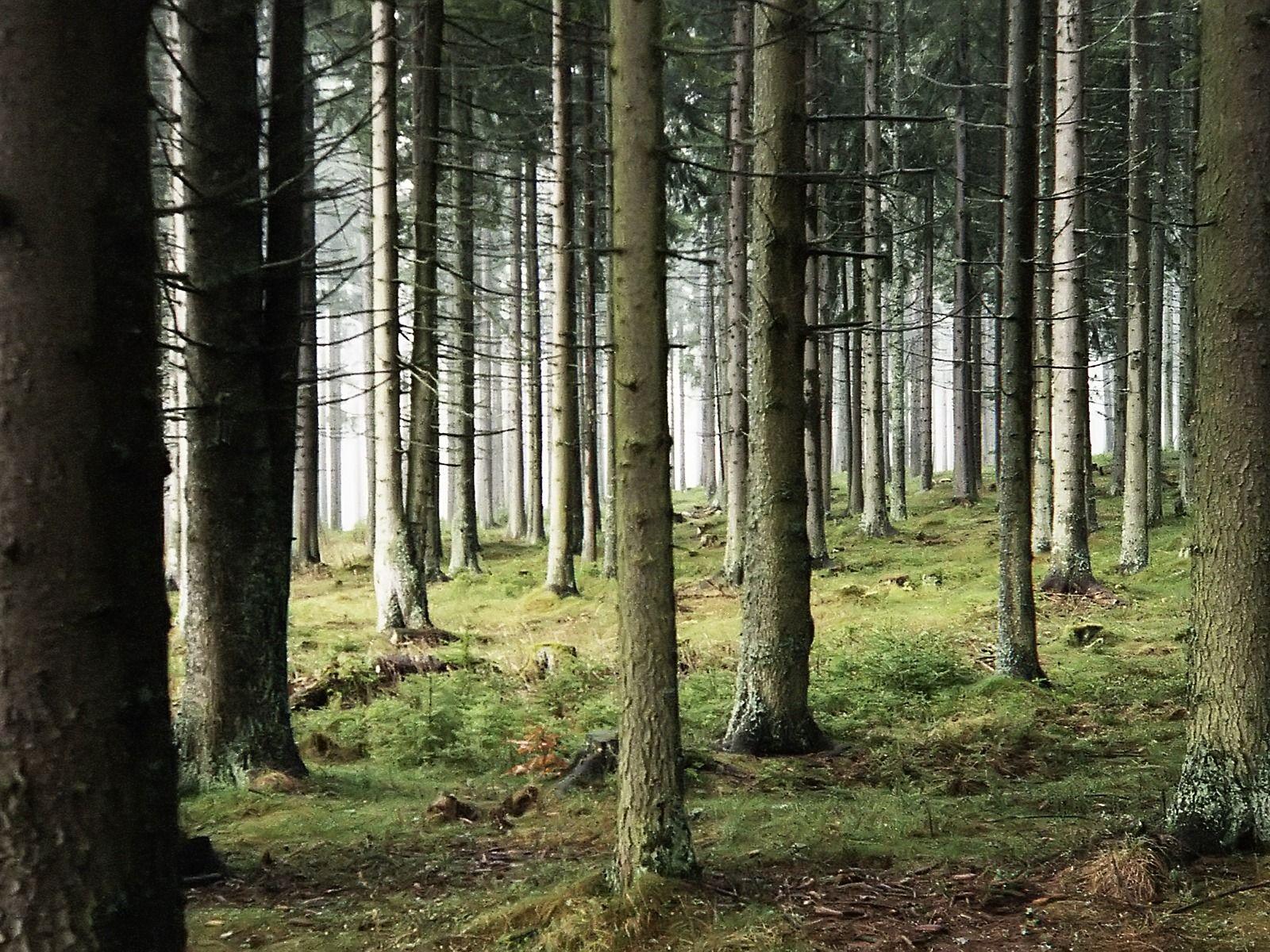 Woods Wallpapers Wallpaper Cave