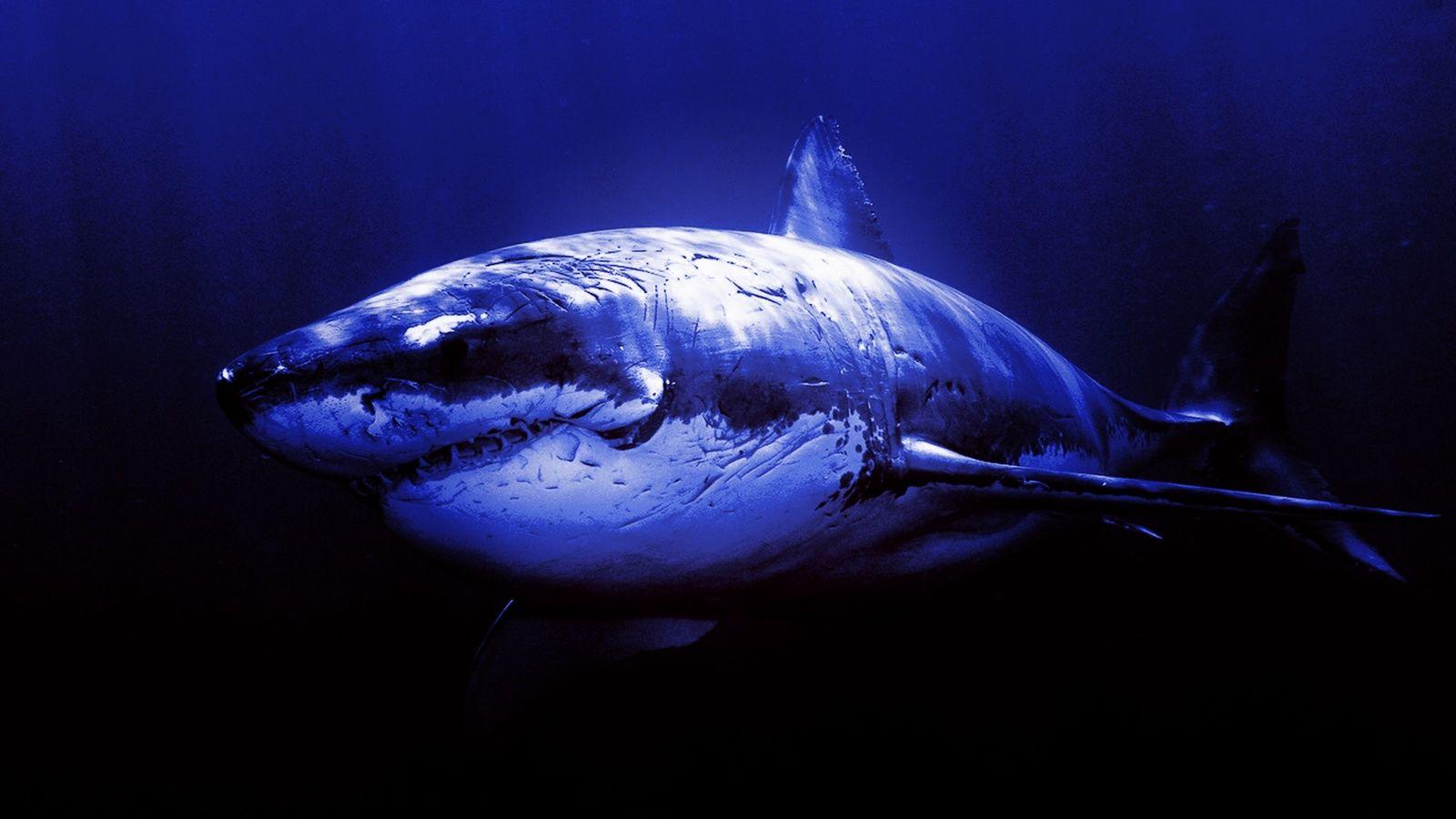 Great White Shark Wallpapers HD Wallpaper Cave