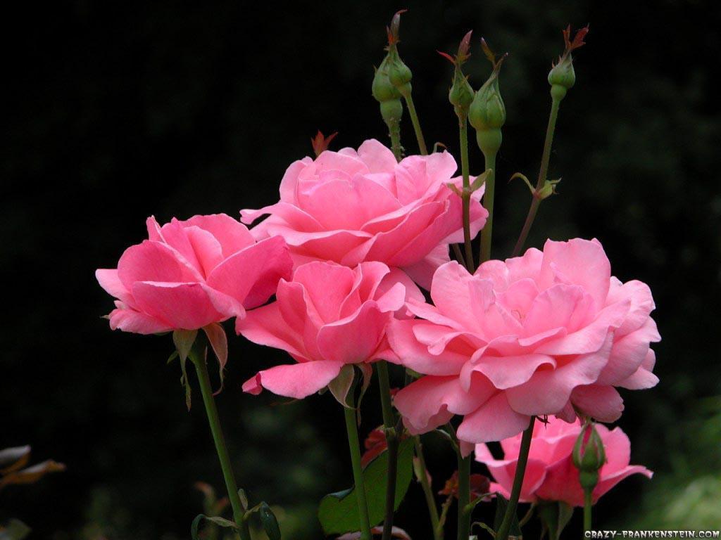 Pink Rose Flower Wallpapers Wallpaper Cave